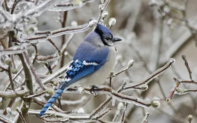 Фотография Голубая сойка - Blue Jay из раздела фотоохота #6657565 -  фото.сайт - sight.photo