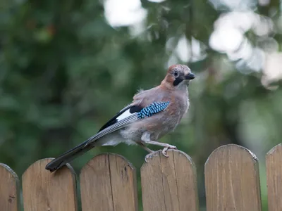 Сойка (Garrulus glandarius). Фотогалерея птиц. Фотографии птиц России,  Беларуси, Украины, Казахстана, Таджикистана, Азербайджана.