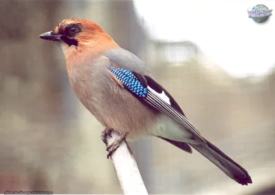 Сойка (Garrulus glandarius)