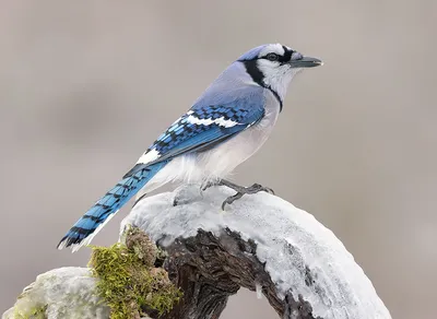 Чучело. Сойка. Garrulus glandarius.