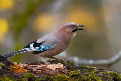 Сойка имитирует смех ребёнка. ( Garrulus glandarius ) - YouTube