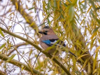 Сойка обыкновенная (Garrulus glandarius). Подробное описание экспоната,  аудиогид, интересные факты. Официальный сайт Artefact