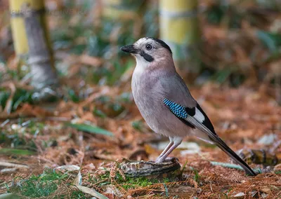 Белогорлая сорочья сойка, Calocitta formosa pompatus, Whit… | Flickr