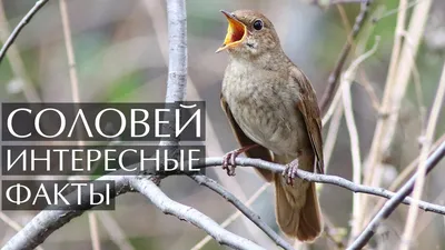 Фиксай (FixEye) – Соловей (Nightingale) (Sped Up) Lyrics | Genius Lyrics