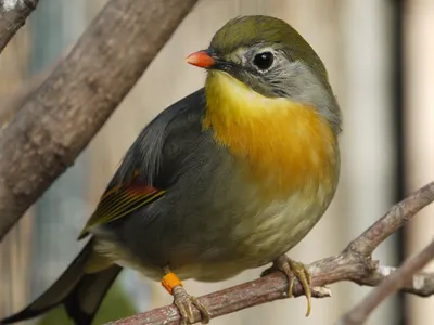 Где соловей гнездо вьёт? ВИДЕО « Fotoparus