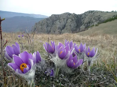 Прострел раскрытый — Википедия