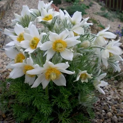 Прострел обыкновенный белый (Сон-трава). (Pulsatilla vulgaris 'Alba')  купить в интернет-магазине ЦВІТСАД с доставкой по Украине