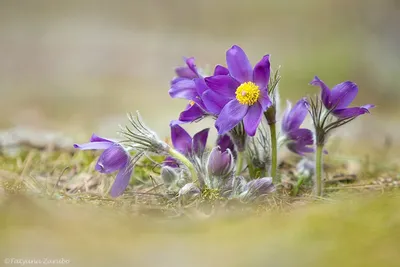 Прострел обыкновенный фиолетовый (Сон-трава). (Pulsatilla vulgaris  'Gotlandica') 3-летнее растение купить в интернет-магазине ЦВІТСАД с  доставкой по Украине