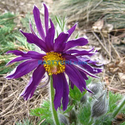 Прострел альпийский (Pulsatilla alpina) - «Сон-трава» | отзывы