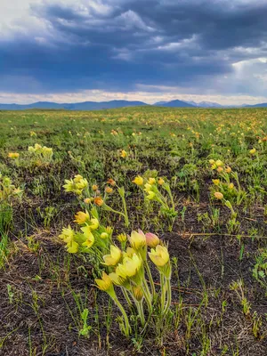 Сон-трава луговая (прострел) белая Pulsatilla pratensis white - купить  семена цветов с доставкой по Украине в магазине Добродар