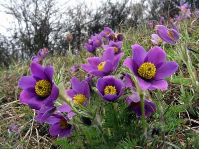 Сон-трава (Прострел) Пинвил Блю Вайлет Шейдс (Pinwheel Blue Violet Shades)  семена купить в Украине | Веснодар