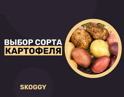 Среднеспелые сорта картофеля - РЕСПУБЛИКАНСКОЕ УНИТАРНОЕ ПРЕДПРИЯТИЕ  «НАУЧНО-ПРАКТИЧЕСКИЙ ЦЕНТР НАЦИОНАЛЬНОЙ АКАДЕМИИ НАУК БЕЛАРУСИ ПО  КАРТОФЕЛЕВОДСТВУ И ПЛОДООВОЩЕВОДСТВУ»