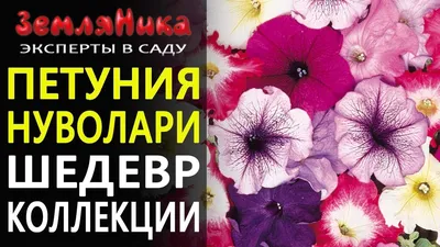 Сорта и гибриды петунии: ампельный и каскадный цветок, фото видов с  названием