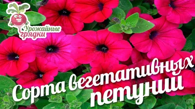 Семена петуния Поиск Тайдал вейв ред велюр 1 уп. - отзывы покупателей на  Мегамаркет