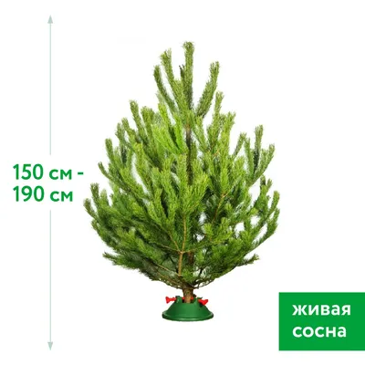 Сосна черная (Pinus nigra) - Хвойные растения весна 2024 года - купить туи,  сосны, ели.