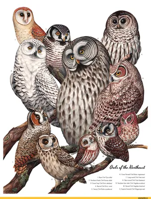 Owls. Совушки. PNG. | Картинки с совой, Красочная сова, Заставка на рабочий  стол с совами