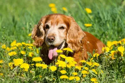 Русский охотничий спаниель - Hunting dog