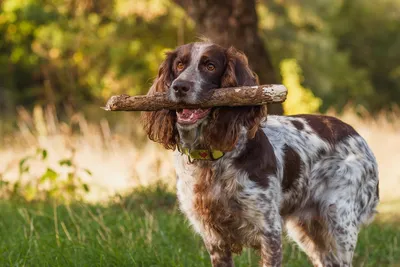 Филд-спаниель (Field spaniel) (Породы собак) филд спаниель фото, филд  спаниель купить, филд спаниель описание породы, филд спаниель питомник,  филд спаниель щенки, филд спаниель купить в москве Энциклопедия о животных  EGIDA.BY