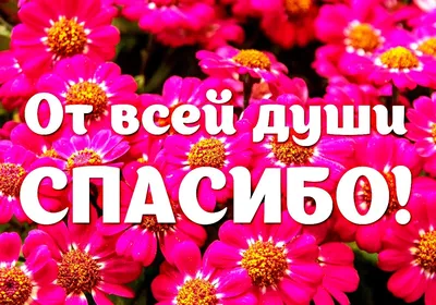 От всей души благодарим нашу КотоФею Светлану за 20000 р.🙏 Огромнейшее Вам  спасибо, наша дорогая за Вашу постоянную помощь и поддержку, за … |  Instagram