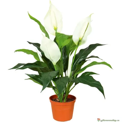 Спатифиллум (лат. Spathiphyllum), d 14 | Flowers Valley