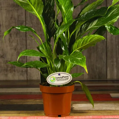 Spathiphyllum / Спатифиллум, каталог | EXOTIC PLANT Редкие коллекционные  растения