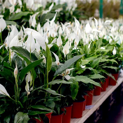 Спатифиллум (Spathiphyllum) купить по цене 1 725 р. с доставкой в Энгельсе