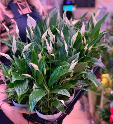 Спатифиллум Даймонд вариегатный (Spathiphyllum Diamond Variegata)