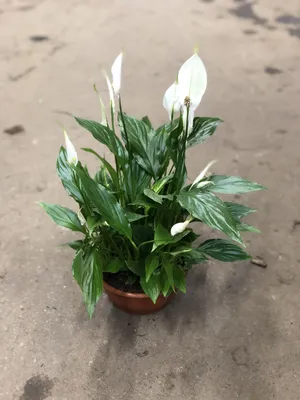 Спатифиллум Домино (Spathiphyllum Domino) Каталог орхидей - фаленопсисов,  каттлей, ванд, дендробиумов со всего мира от интернет магазина Ангелок