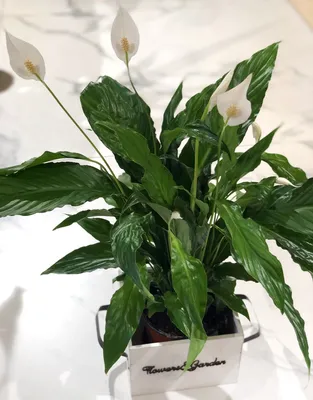 Коллекции растений ЦСБС СО РАН - Spathiphyllum cochlearispathum (Liebm.)  Engler – Спатифиллум ложковидный