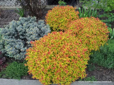 Купить Спирея японская Голдфлейм Spiraea japonica Goldflame - в питомнике  Флорини