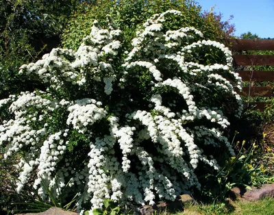 Спирея \"Белая невеста\" - настоящая красавица для вашего сада. Особенности  растения и тонкости посадки | Дача с нуля | Дзен