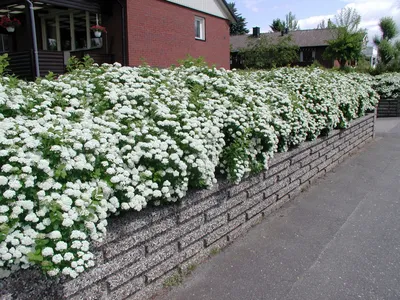 Спирея японская (Spiraea japonica `Manon`) - Спирея японская - Спирея -  Декоративные кустарники - По виду - Каталог - LESKOVO-PITOMNIK.ru