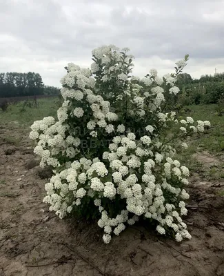 Спирея Вангутта ✓ купить саженцы в питомнике в Москве, Туле, Белгороде