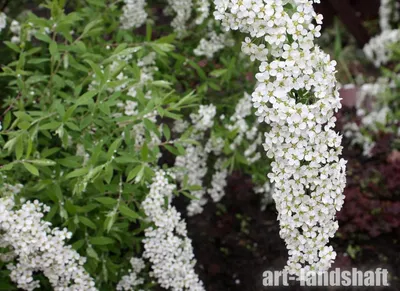 Купить Спирея серая Грефшейм Spiraea cinerea Grefsheim - в питомнике Флорини