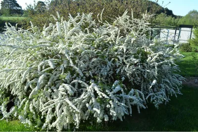 Спирея серая \"Грефшейм\" (Spiraea cinerea Grefsheim) - Лиственные растения  весна 2024 года - купить лиственные растения спирея, кизильник, барбарис,  лапчатка.