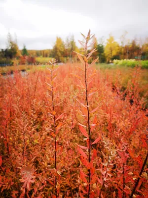 Спирея серая (Spiraea cinerea `Grefsheim`) - Спирея серая - Спирея -  Декоративные кустарники - По виду - Каталог - LESKOVO-PITOMNIK.ru