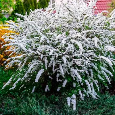 Спирея серая Грефшейм Spiraea cinerea Grefsheim