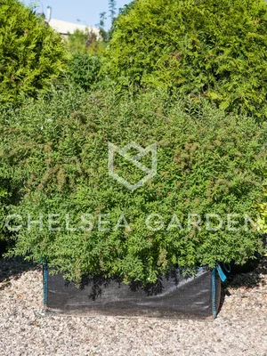 🌸 Спирея серая (Spiraea cinerea `Grefsheim`): купить по цене 700 руб. с  доставкой по Москве - интернет-магазин Green Dvorik