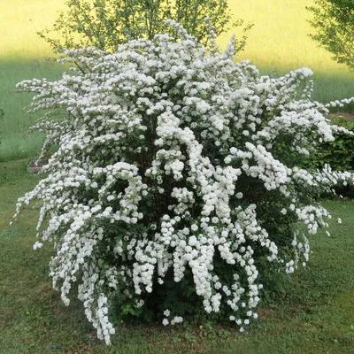 Спирея серая (Spiraea cinerea 'Grefsheim') Купить в Симферополе | Садовый  центр Фрея, Крым