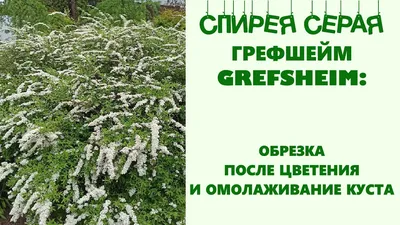 Спирея серая (пепельная) 'Грефшейм' купить по цене 550,00 руб. в Москве в  садовом центре Южный