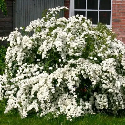 Спирея Вангутта - Спирея - GardenPlants