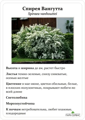 Спирея Вангутта (Spiraea vanhouttei) / С5 L (ID#1867999754), цена: 300 ₴,  купить на Prom.ua