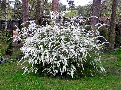 Спирея Вангутта, Spiraea × vanhouttei