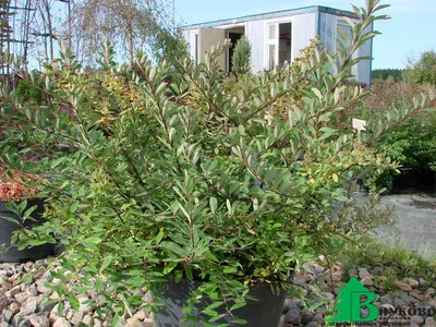 Спирея Вангутта (Spiraea vanhouttei) - Лиственные растения весна 2024 года  - купить лиственные растения спирея, кизильник, барбарис, лапчатка.