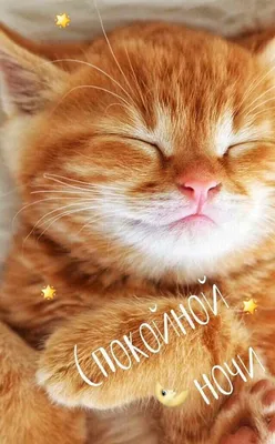 СПОКОЙНОЙ НОЧИ! 🌛💤😽💤🌟 СЛАДКИХ СНОВ! | Питомец, Ночь, Спящие животные