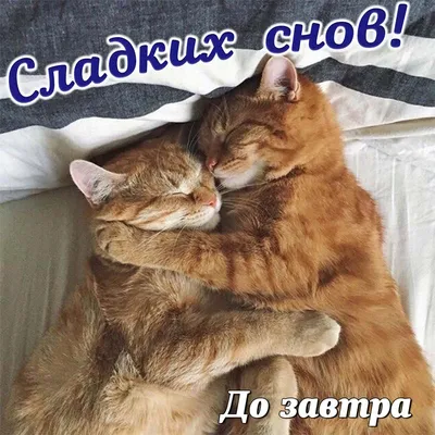 Спокойной ночи! Кот спит на окне …» — создано в Шедевруме