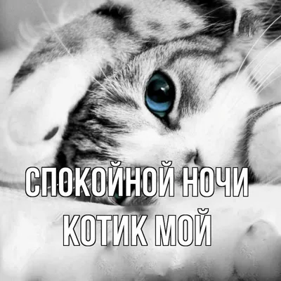 Спокойной ночи) | Кошачьи цитаты, Ночь, Милые котики