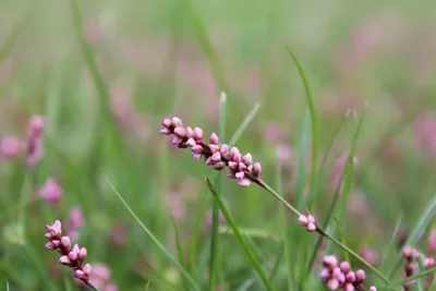 MW0662573, Polygonum arenastrum (Спорыш простертый, Спорыш обыкновенный),  specimen