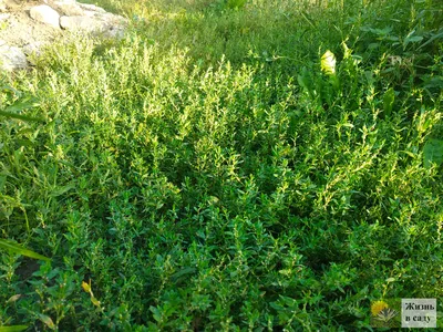 MW0175855, Polygonum patulum (Спорыш отклоненный, Горец отклоненный),  specimen