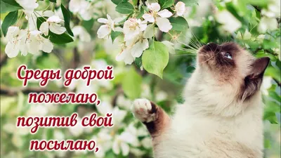 Мудрая Среда - Доброе утро в Мудрой Среде! #Мудрая_среда #мотивация  #доброеутро #позитив | Facebook